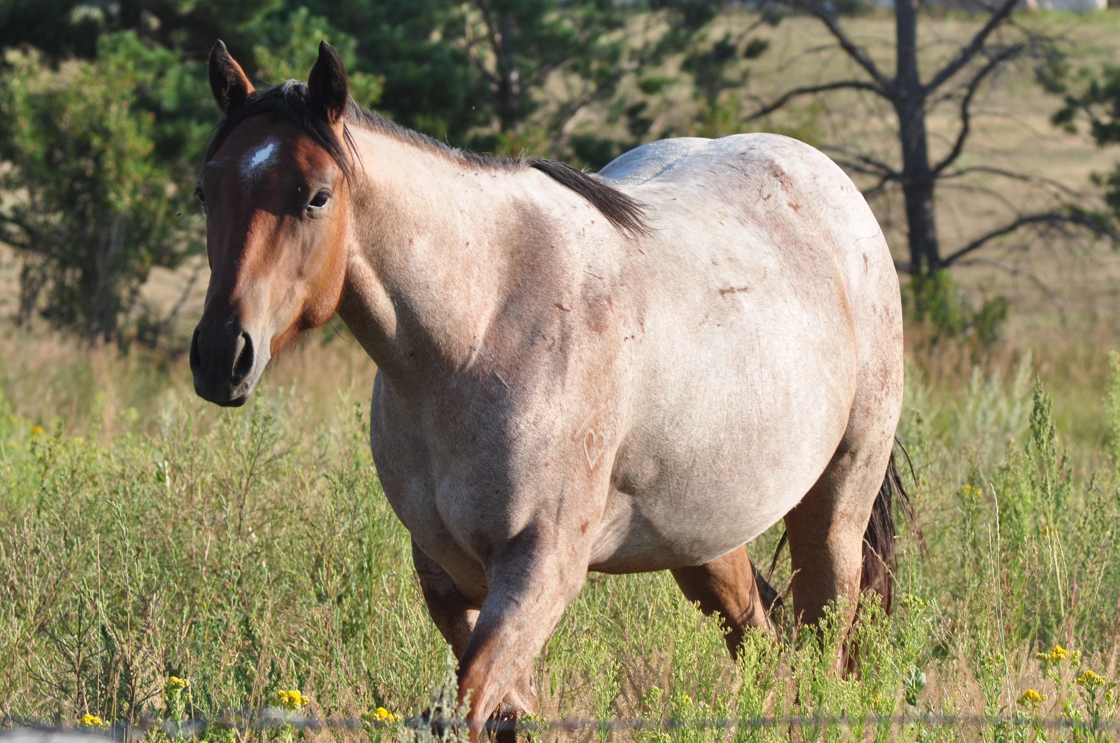 A speckled horse in a grassy field.
