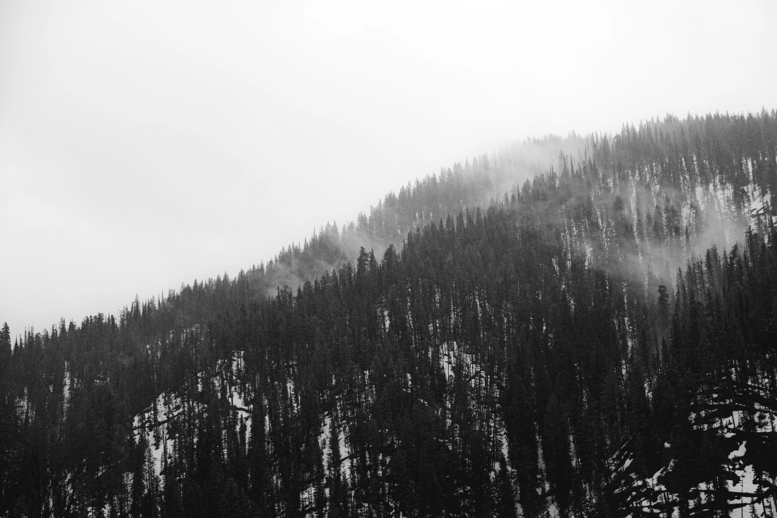 Foggy forested mountain covered in snow.