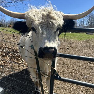 a cow