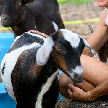a goat