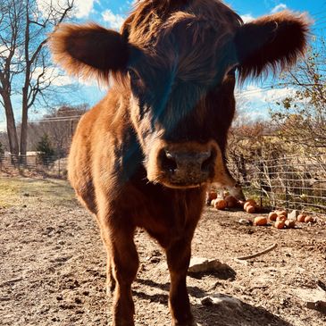 a cow