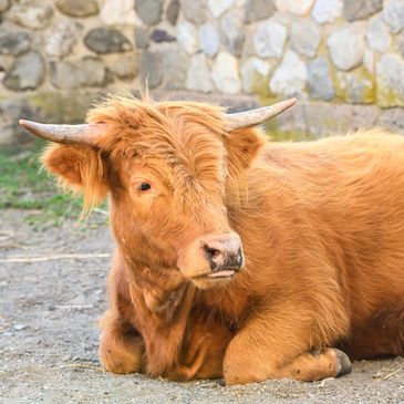 a cow