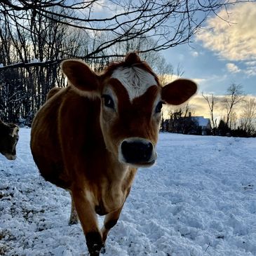 a cow