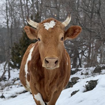 a cow
