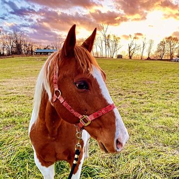 a horse