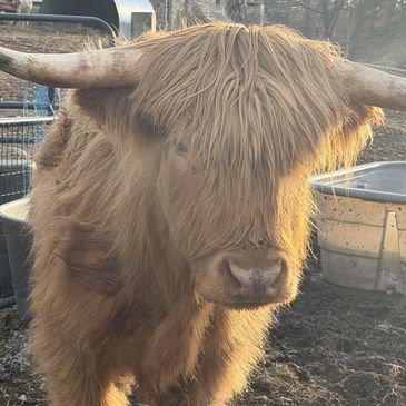 a cow