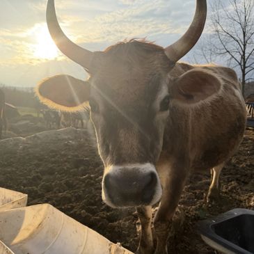 a cow