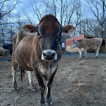 a cow