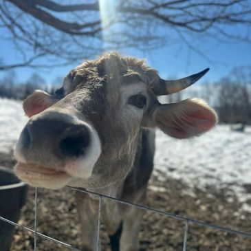 a cow