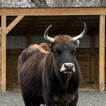 a cow