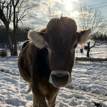 a cow