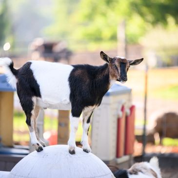 a goat