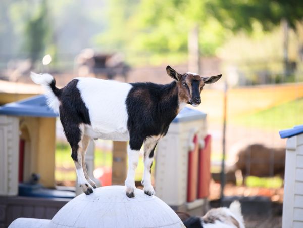 A black and white goat standing on a white dome in a sunny outdoor area.