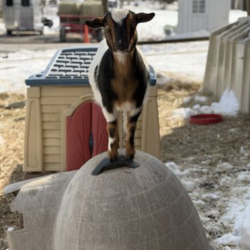 a goat