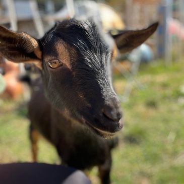 a goat