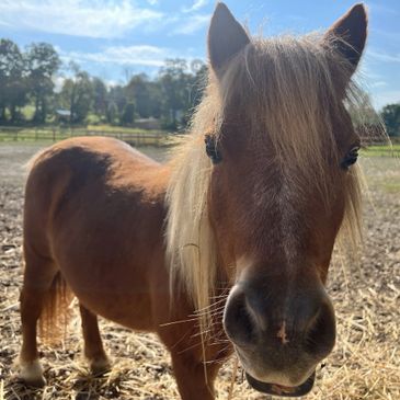 a horse