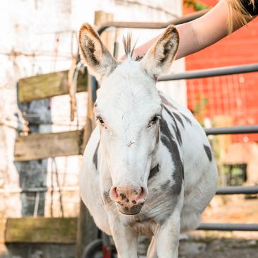 A white donkey with gray spots stands near a wooden fence.