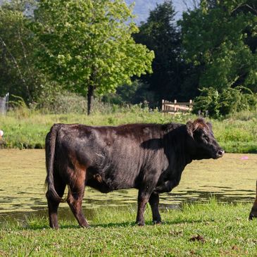 a cow