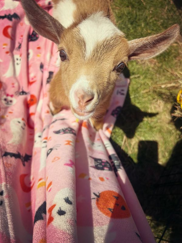 baby goat
