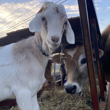 a goat