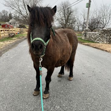 a horse
