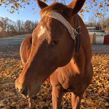 a horse