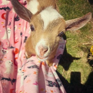 a baby goat