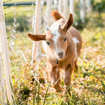a goat