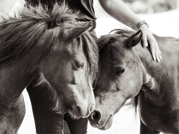 Two ponies nuzzle affectionately beside a person in black clothing.