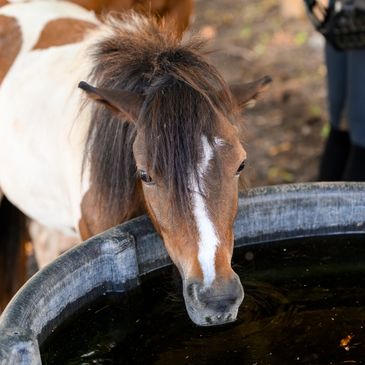a horse
