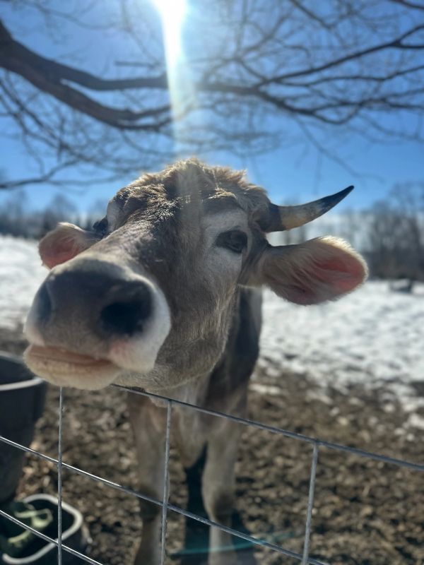 Up close photo of cow