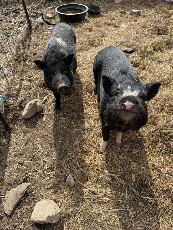 two pigs
