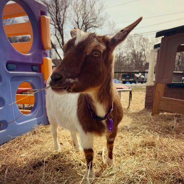 a goat