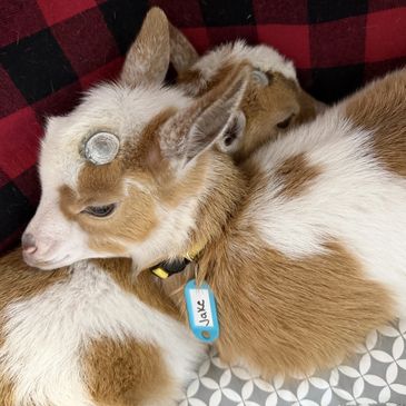 a baby goat