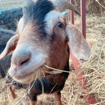 a goat