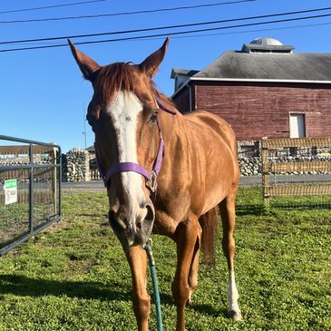 a horse