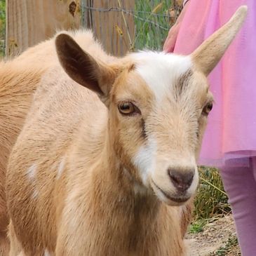 a goat