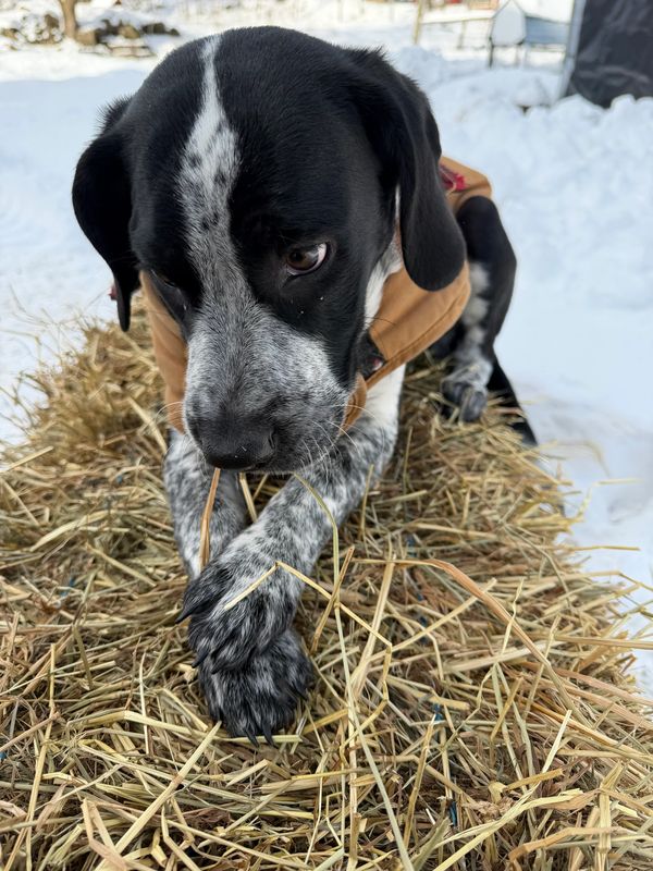 Milo Rescue Dog