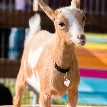 a goat