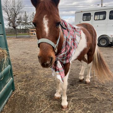 a horse