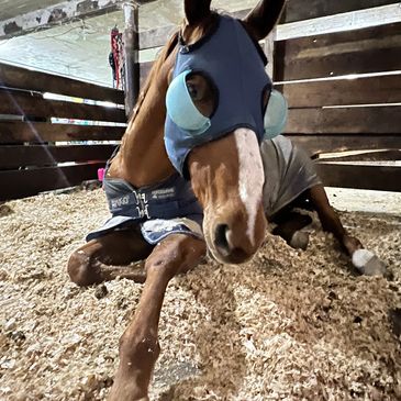 a horse