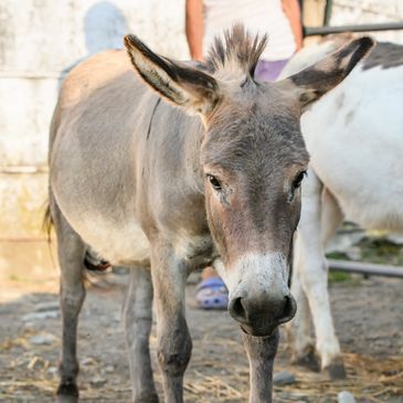 A close-up of a young donkey standing outdoors.