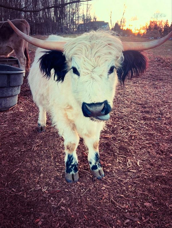 black and white cow
