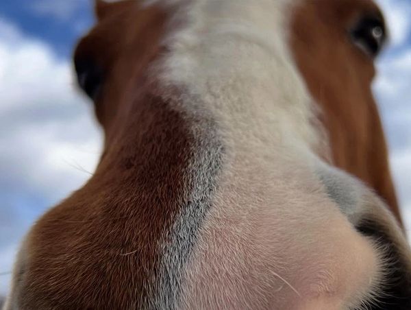 up close photo of horse
