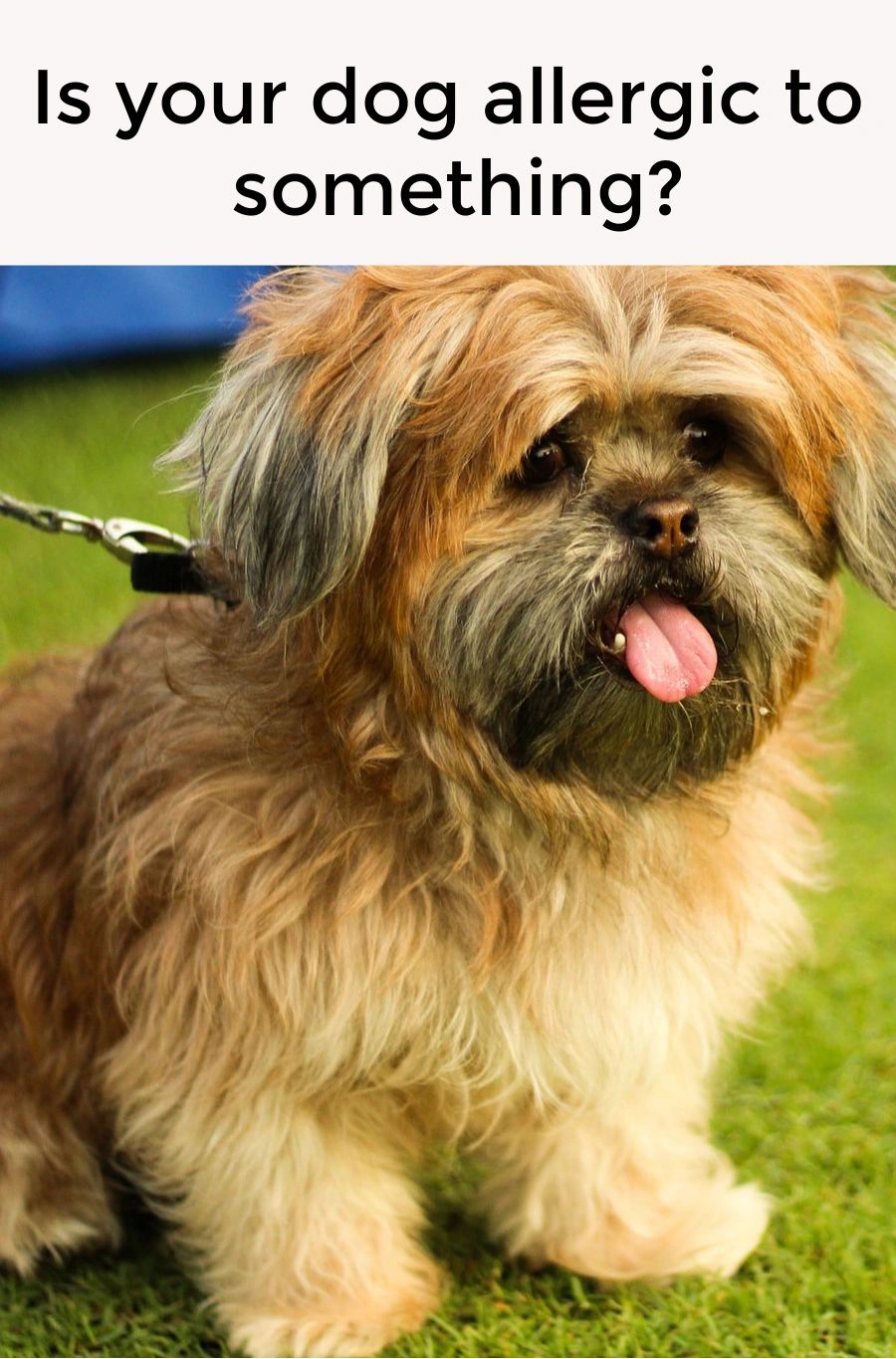 Is  your dog allergic to something?  How do you know if they are and what it could be?  And more important; how do you make them feel better?