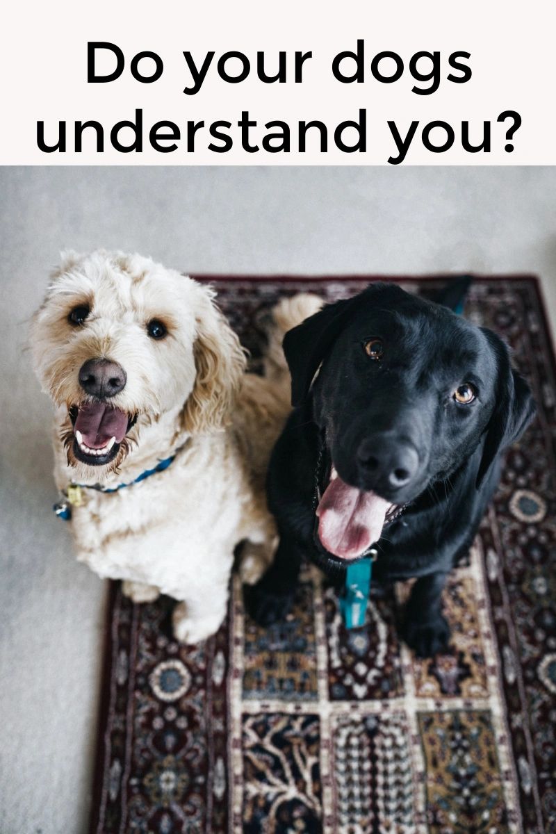 When your dog acts like they understand you, it could be because they do! When your dog acts like they understand you, it could be because they do!