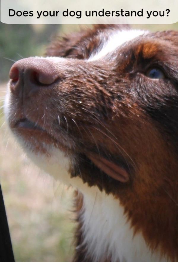 Does your dog seem to “just know” what you plan to do? Maybe they actually do know. Many dogs understand at least some of the language of their people, even though they can’t speak it. Does your dog seem to “just know” what you plan to do? Maybe they actually do know. Many dogs understand at least some of the language of their people, even though they can’t speak it.