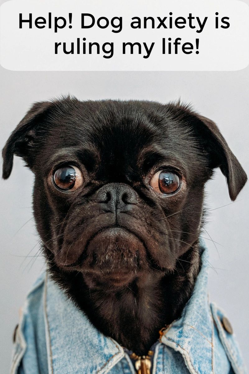 Your dog's anxiety doesn't need to rule your life if you work with the situation and find ways to decrease it. Both of you will be glad you did.