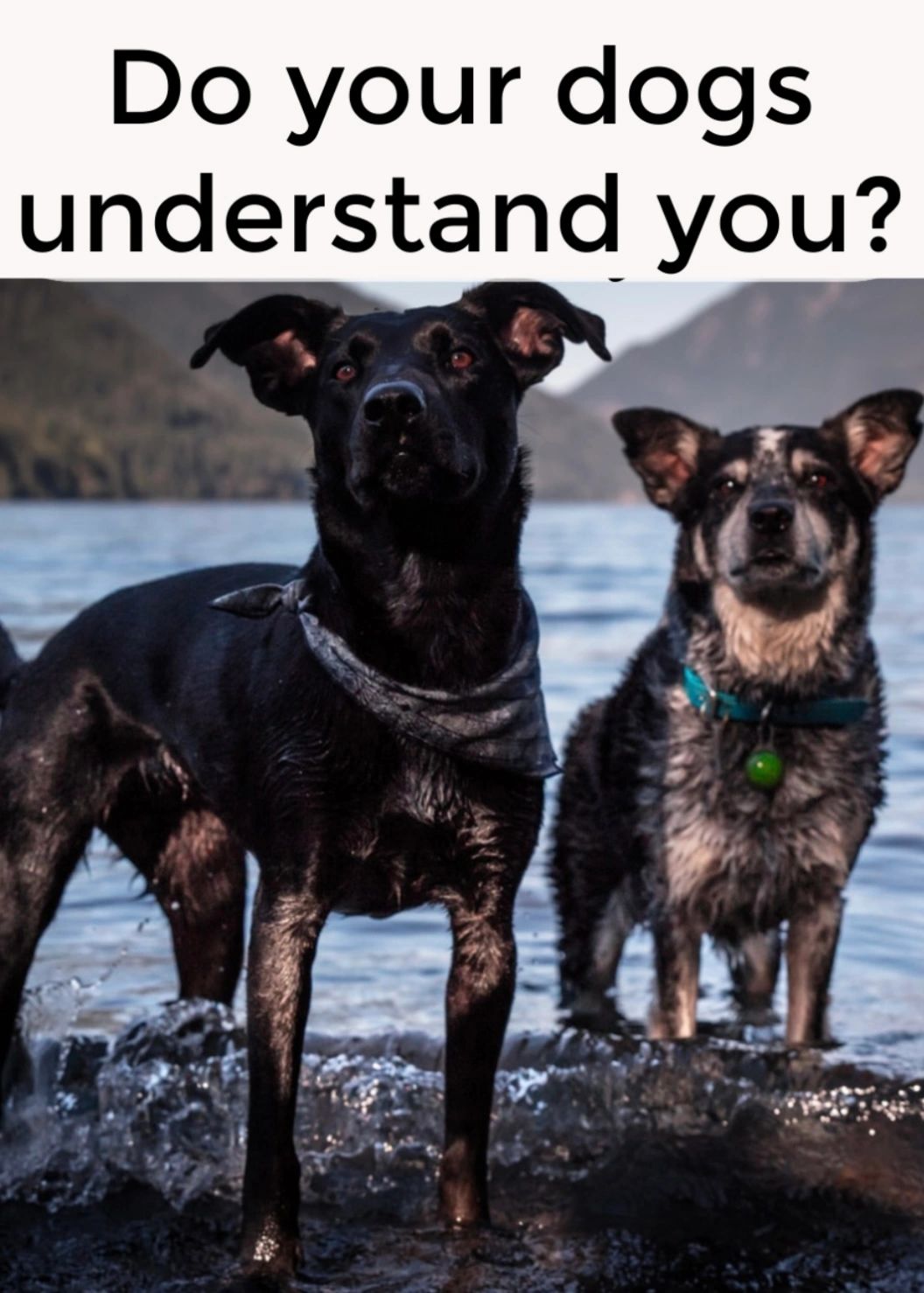 You might not realize it, but your dog probably understand a lot more than you realize. You might not realize it, but your dog probably understand a lot more than you realize.