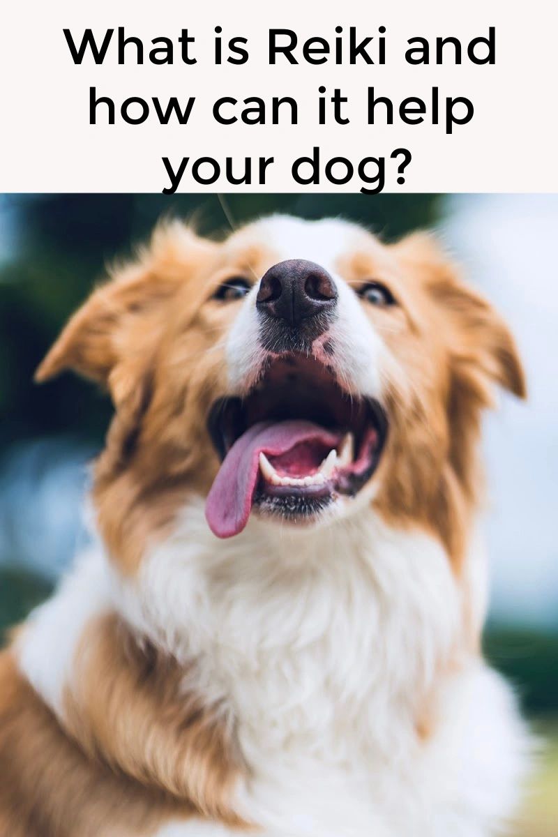 Reiki is a from of energy healing that has some amazing benefits for our animals. Reiki is a from of energy healing that has some amazing benefits for our animals.